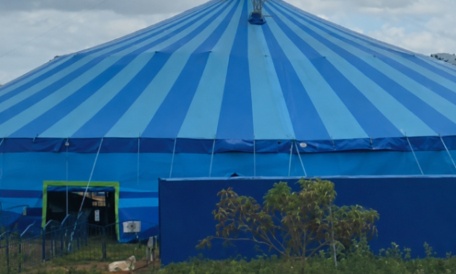 Lion et tigre du cirque Roger Lanzac : nous demandons la transparence