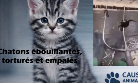 Peine exemplaire pour l'auteur des vid&eacute;os des actes de cruaut&eacute; envers des chatons