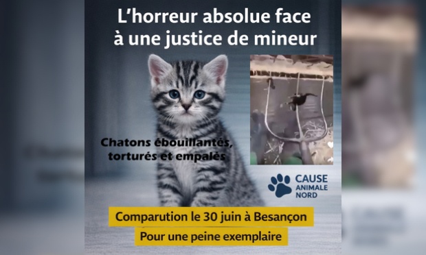 Peine exemplaire pour l'auteur des vidéos des actes de cruauté envers des chatons