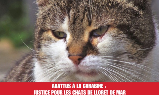 Abattus &agrave; la carabine : justice pour les chats de Lloret de Mar