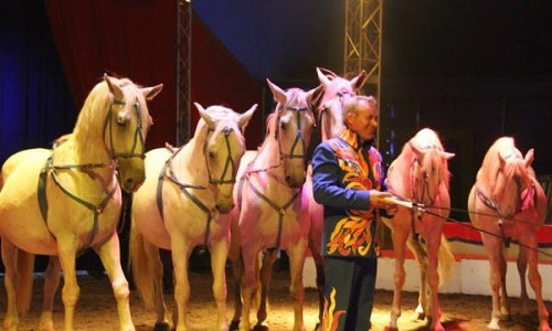 Caraving cirque du 18 au 26 Mars 2017 à Rennes