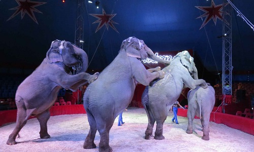 Non aux cirques avec animaux