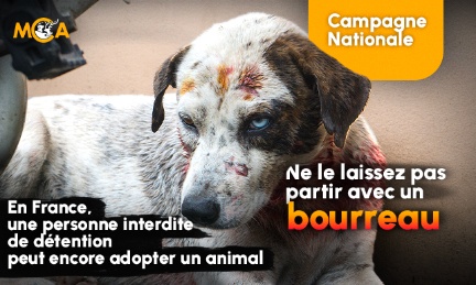 Stop &agrave; l&rsquo;absurdit&eacute; : exigeons la cr&eacute;ation d&rsquo;un fichier des interdits de d&eacute;tention d&rsquo;animaux pour tous les refuges et professionnels !