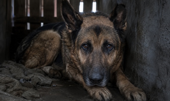 Deux chiens morts, deux survivants dans l'horreur : &ccedil;a suffit !
