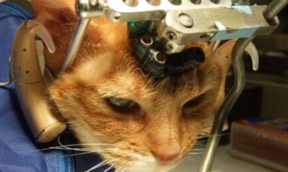 Pour l’interdiction des tests sur animaux et pour l'interdiction de l’élevage cruel !