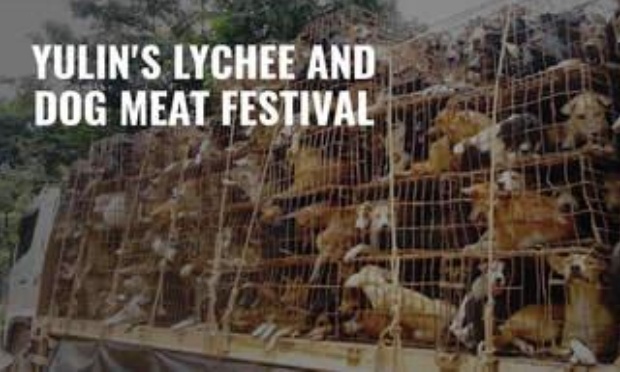 Fermons définitivement les abattoirs de chiens et de chats à Yulin