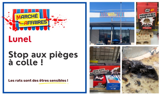 Stop &agrave; la violence sur les animaux au March&eacute; aux Affaires &agrave; Lunel