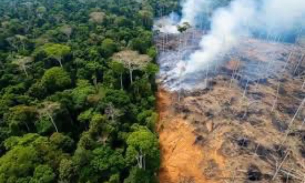 Stop à la destruction de la forêt amazonienne !