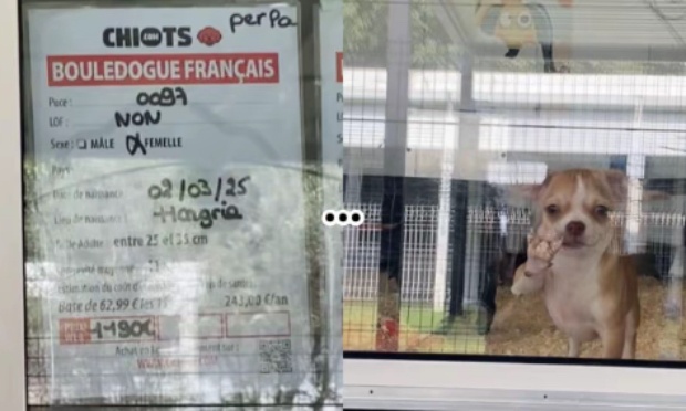 Pour la fermeture définitive de chiots.com à Plan-de-Campagne
