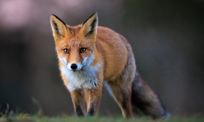 Déclasser le renard de nuisible
