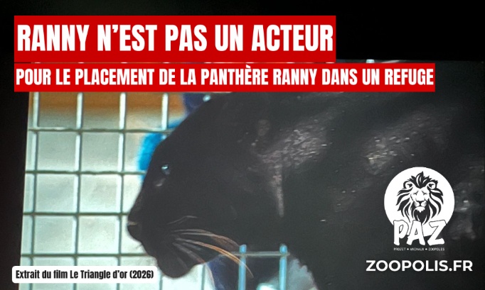 Pour le placement de la panthère Ranny dans un refuge