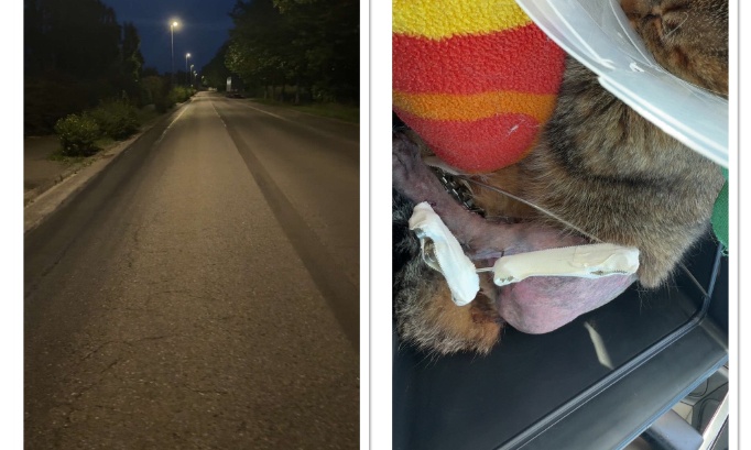 Pour une meilleure sécurité des animaux et des riverains sur l’Avenue des Rives du Lac à Vaivre-et-Montoille