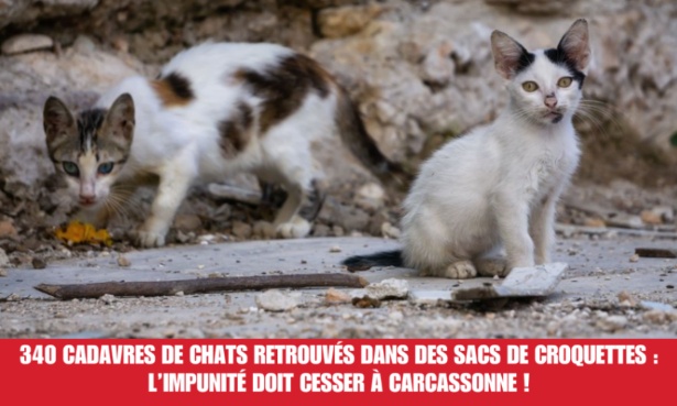 340 cadavres de chats retrouvés dans des sacs de croquettes : l’impunité doit cesser à Carcassonne