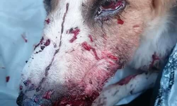 Horreur : scène de fusillade guerrière contre des chiens sans abris à Chefchaouen, Maroc