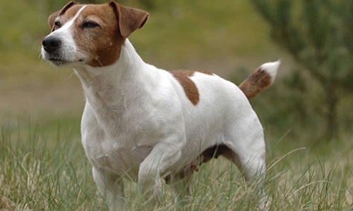 Sauvons ce pauvre jack russel de l'appartement 30.