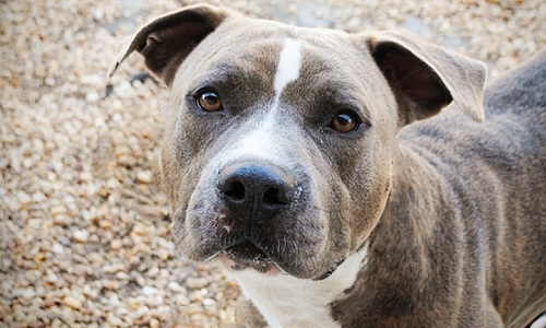 Stop à la maltrataince animale !