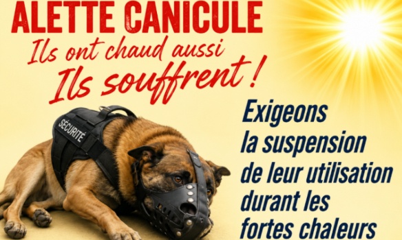 Urgence canicule : suspendons l&rsquo;utilisation des chiens cynophiles jusqu&rsquo;&agrave; mi-septembre