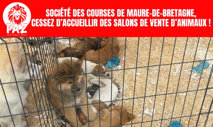Hippodrome de Maure-de-Bretagne : stop au salon du chiot et du chaton