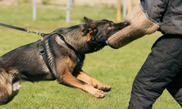 Pétition pour un encadrement renforcé de la pratique du mordant canin