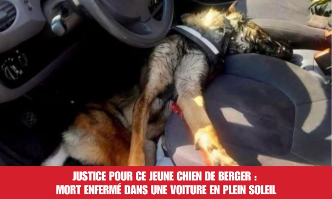 Justice pour ce jeune chien de berger : mort enferm&eacute; dans une voiture en plein soleil