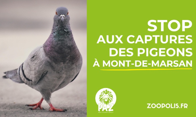Stop aux captures de pigeons &agrave; Mont-de-Marsan