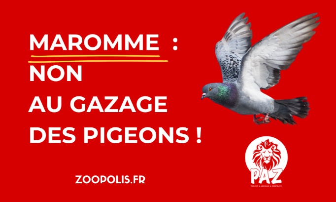 Stop au gazage des pigeons &agrave; Maromme