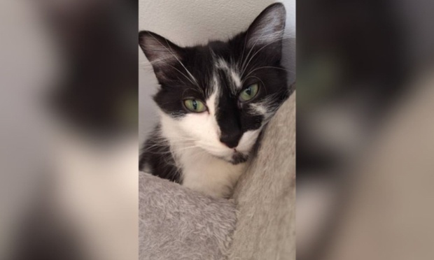 Justice pour notre chat Whisky, sauvagement tortur&eacute; et tu&eacute; : STOP &agrave; la cruaut&eacute; humaine !