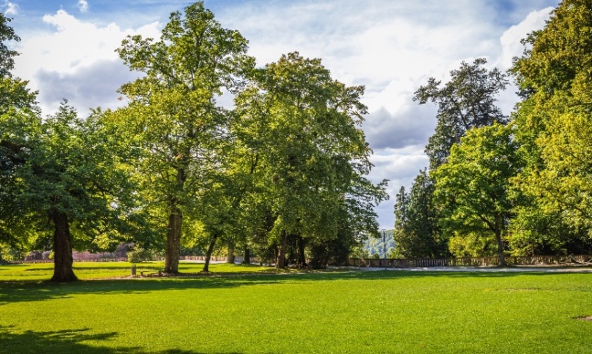 Pour replanter massivement des arbres contre la sécheresse et la canicule dès maintenant