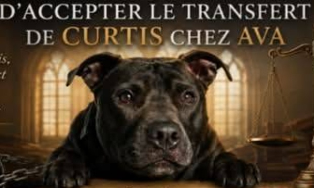 Aidons tous Curtis de la maltraitance animal