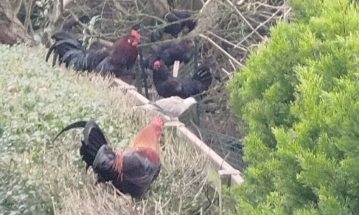 La Mairie de Lomme aux côtés de ses habitants pour défendre le calme et la salubrité de nos jardins !