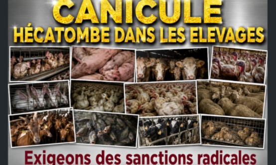 Canicule : exigeons des ministres des sanctions radicales contre les &eacute;levages
