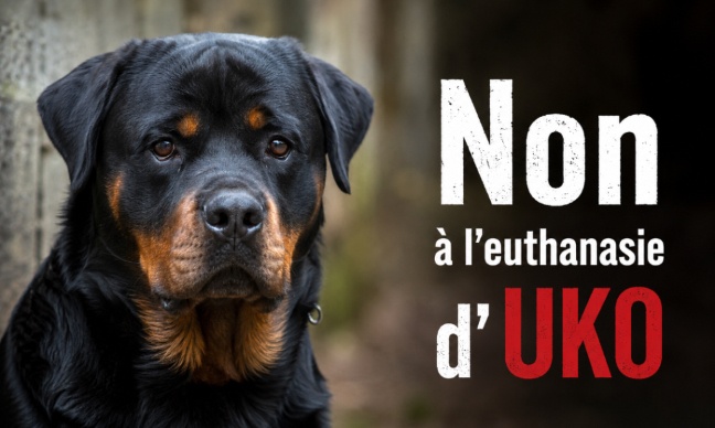 Pétition : TRÈS URGENT : Non à l’euthanasie d’UKO victime de l’irresponsabilité humaine