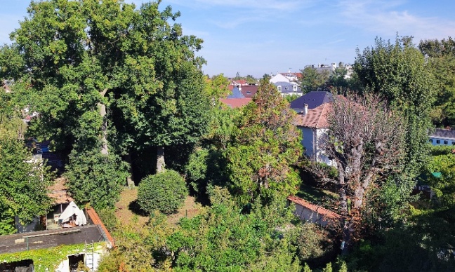 Non à l'abattage d'arbres centenaires