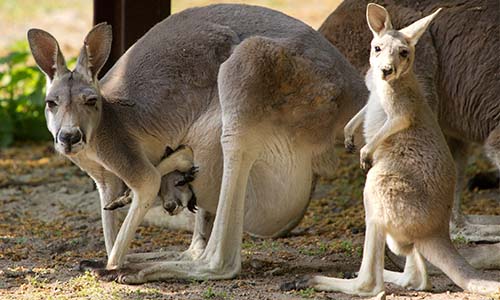 Non à l'extermination d'1 million de kangourous en Australie