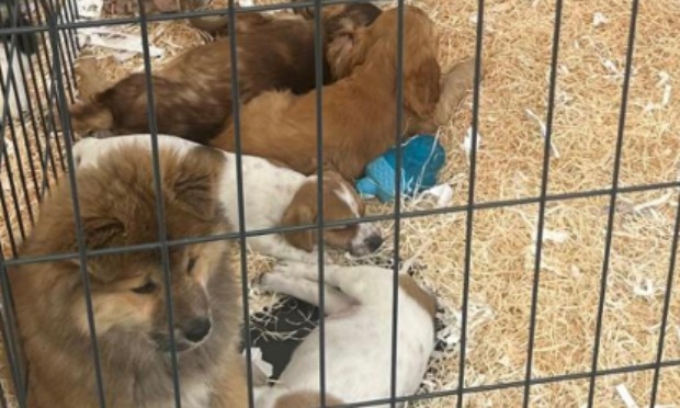 Contre le salon du chiot et du chaton &agrave; la Ferme de l'Ecafaut &agrave; Tracy-Le-Mont