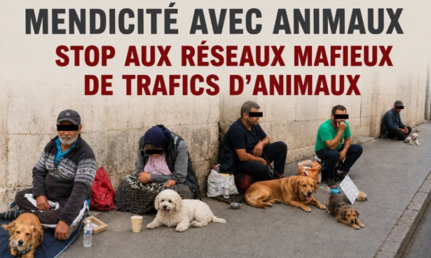 EXIGEONS DES AUTORIT&Eacute;S L&rsquo;ARRET DE LA MENDICIT&Eacute; AVEC ANIMAUX ET LE DEMENTELEMENT DU TRAFIC