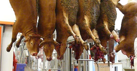 Stop aux horreurs dans les abattoirs !