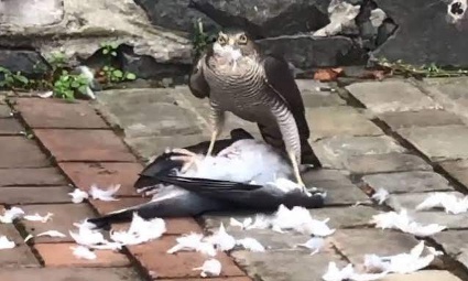 STOP aux captures de pigeons : assez des euthanasies invisibles !