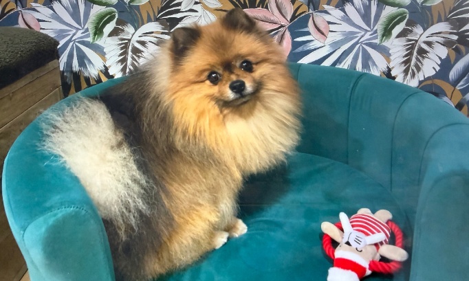 Justice pour mon chien, que les responsables répondent de leurs actes