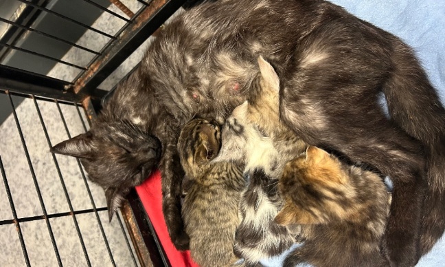 Cruaut&eacute; animale &agrave; Dole : sauvons et prot&eacute;geons les animaux abandonn&eacute;s face &agrave; l'indignit&eacute;