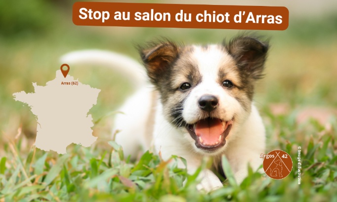 Stop au salon du chiot d'Arras