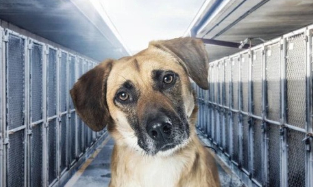 Pour une solution professionnelle et sécurisée pour Curtis : ni oubli de la victime, ni abandon du chien