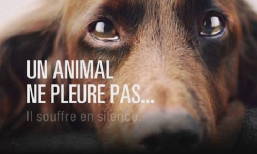 Maltraitance des animaux