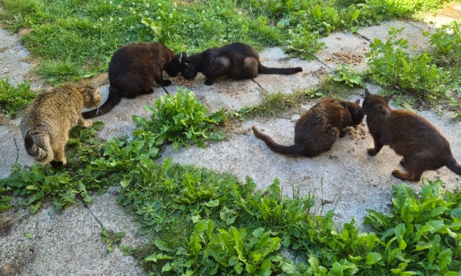 Petition contre l'interdiction de nourrir les chats errants