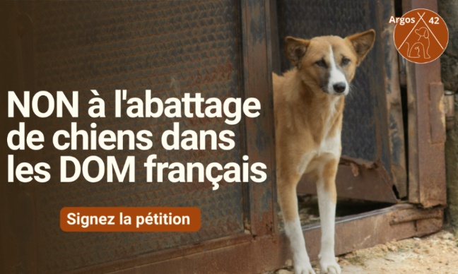 NON &agrave; la mise &agrave; mort des chiens errants dans les DOM fran&ccedil;ais