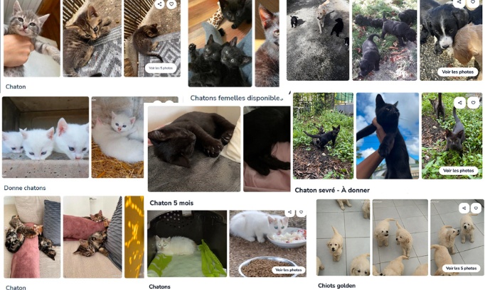 Pour la fermeture d&eacute;finitive de la rubrique "Animaux" sur Leboncoin