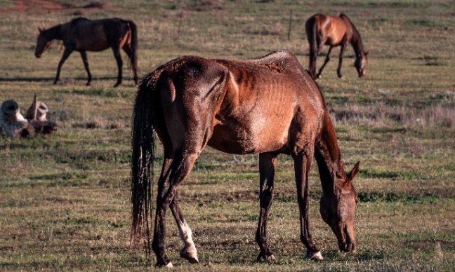 6 chevaux affamés à l'agonie en Floride : Exigez la peine maximale !