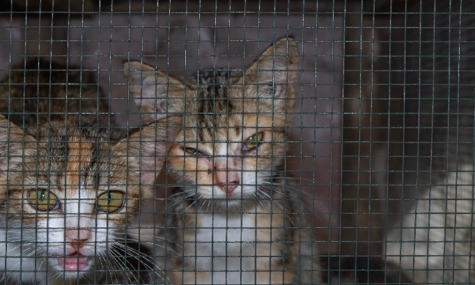 Une maison de l'horreur en Oregon : 83 animaux sauvés d'un environnement toxique