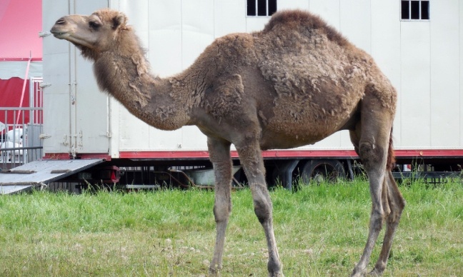 Contre les cirques exploitant des animaux dans nos communes