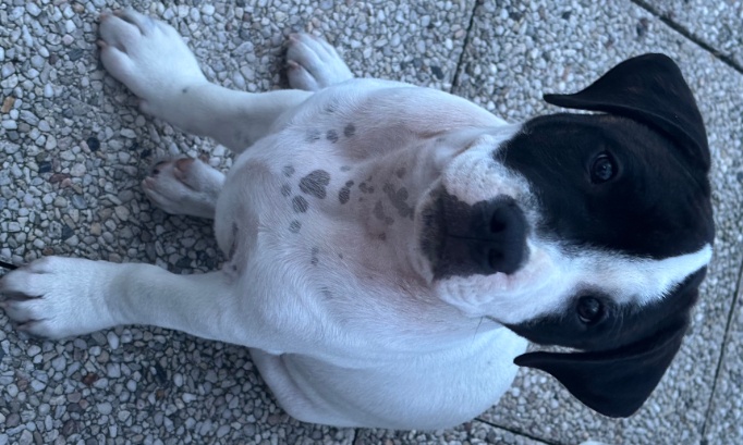 Pour ouvrir le square du Canada aux chiens à Noisy-le-Sec